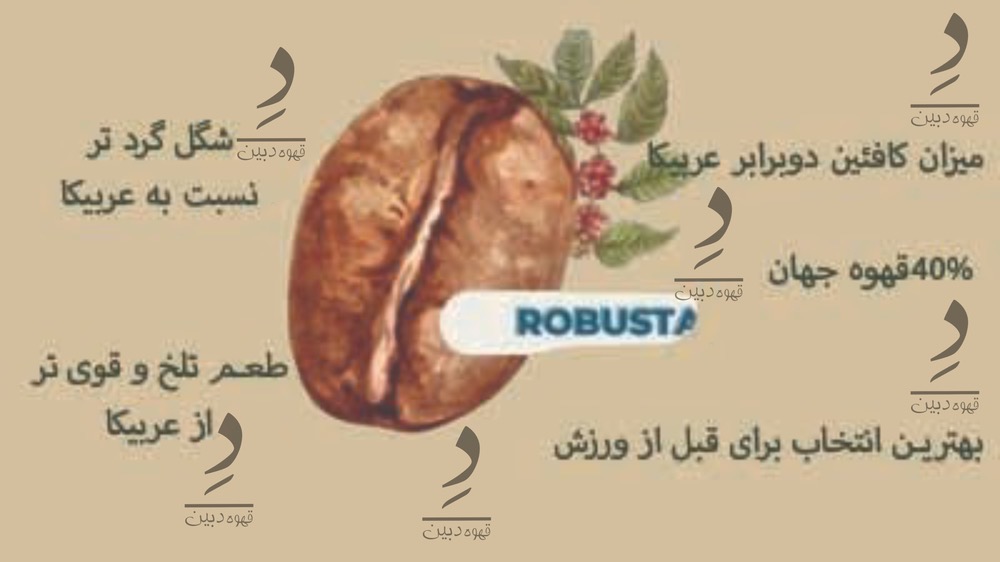 دان قهوه روبوستا