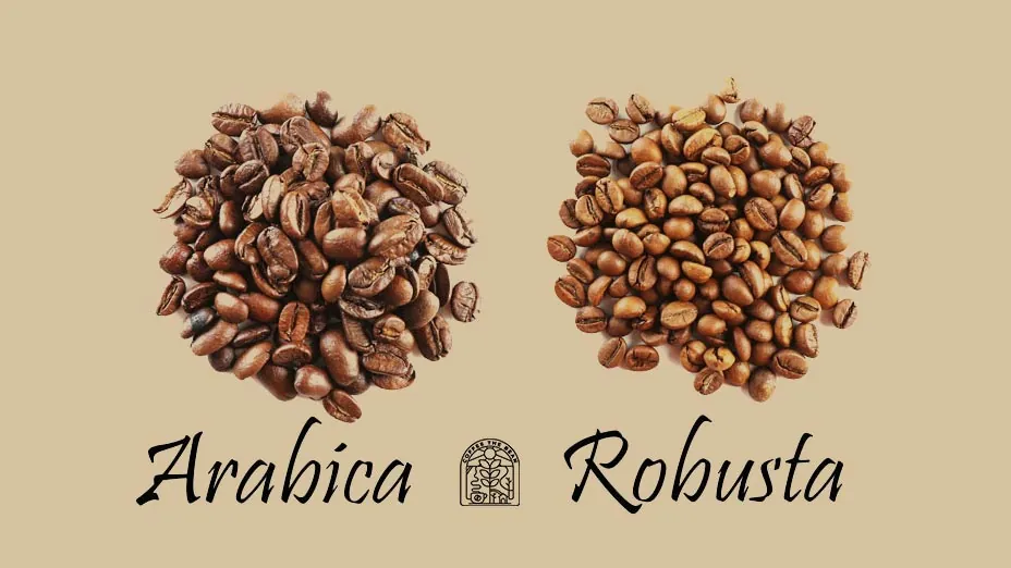 قهوه عربیکا و روبوستا